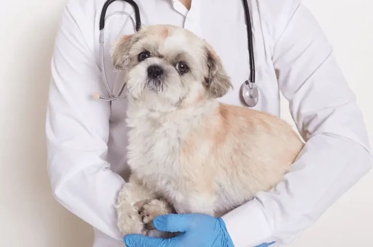 كيف تحافظ على صحة كلاب البيكنواه