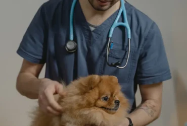 كيف تحافظ على صحة كلاب البومرينيان