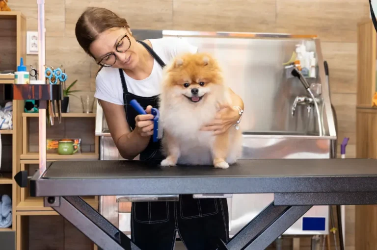 كيف تعتني بكلاب البومرينيان