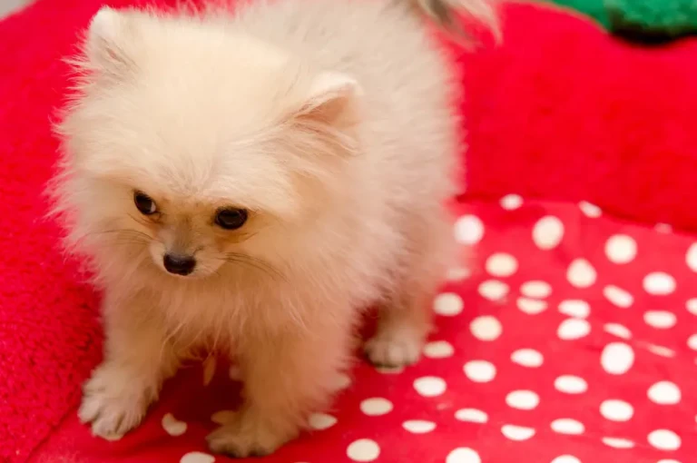 كيف تتبنى كلب بومرينيان