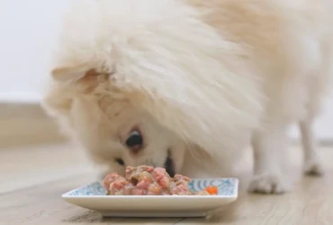 النظام الغذائي المثالي لكلاب البومرينيان