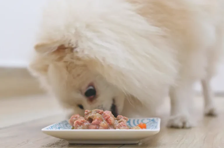 النظام الغذائي المثالي لكلاب البومرينيان