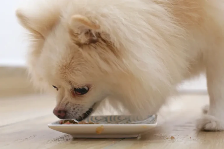 أفضل طعام لكلاب البومرينيان