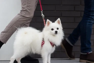 نصائح لتدريب كلاب البومرينيان على الطاعة