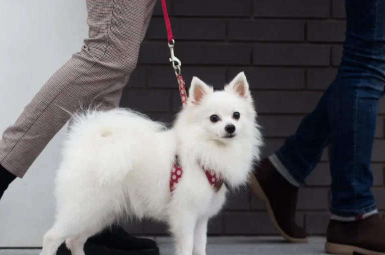 نصائح لتدريب كلاب البومرينيان على الطاعة