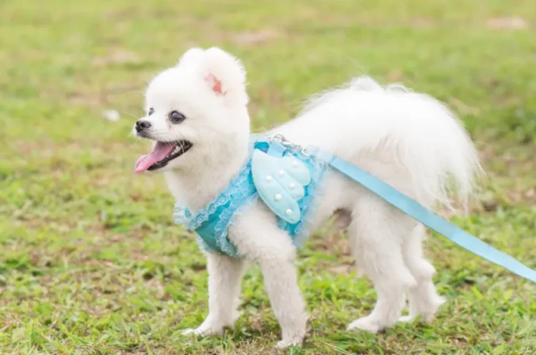 جمال كلاب البومرينيان البيضاء