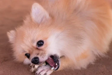 تصرفات كلاب البومرينيان وكيفية التعامل معها