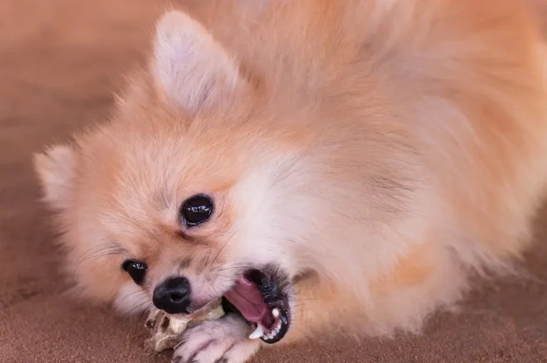 تصرفات كلاب البومرينيان وكيفية التعامل معها