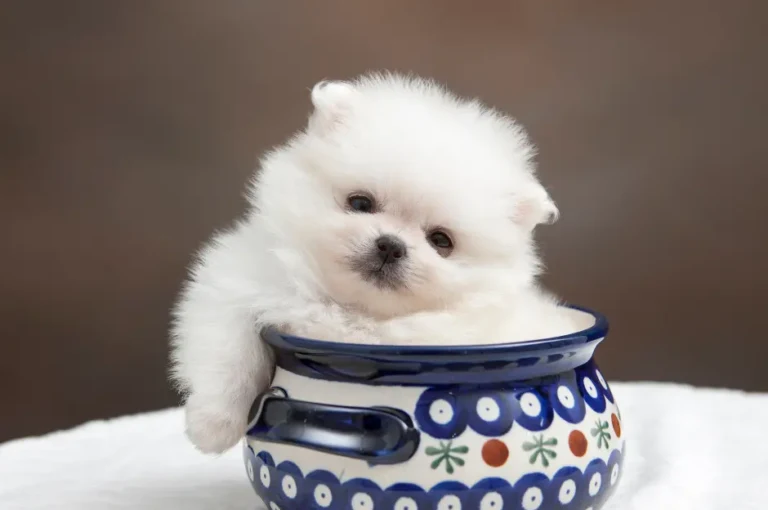 مميزات كلاب البومرينيان الصغيرة