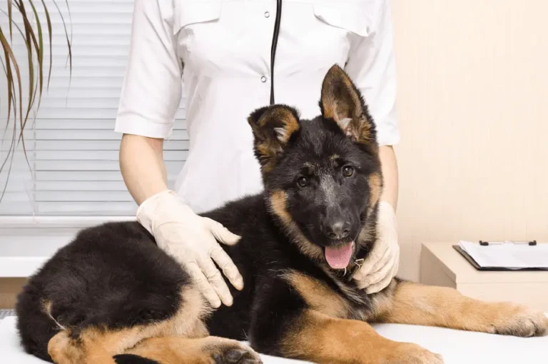 كيفية العناية الصحية بالكلاب الرومي