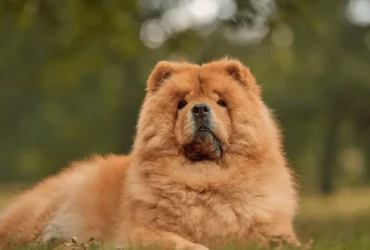 أفضل كلاب رومي كبيرة الحجم مع الصور