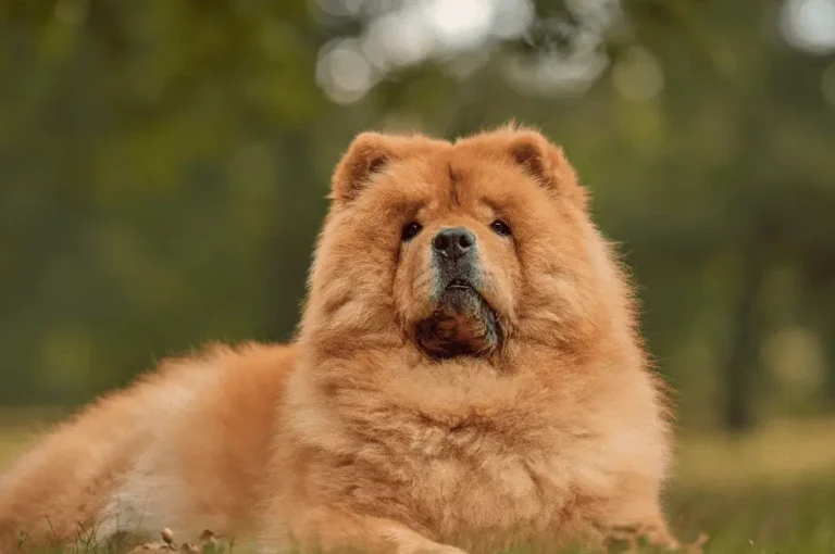 أفضل كلاب رومي كبيرة الحجم مع الصور