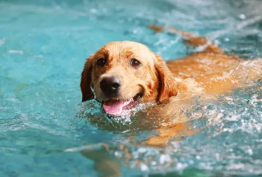 نصائح للعناية بنظافة الكلاب الرومي