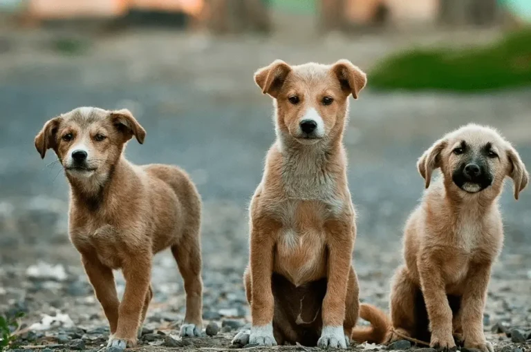 نصائح لتدريب الكلاب الرومي الصغيرة