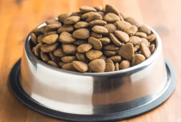 تعلم كيف تختار أفضل طعام للكلاب الصغيرة