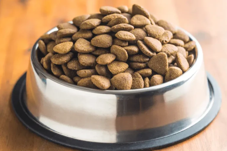 تعلم كيف تختار أفضل طعام للكلاب الصغيرة