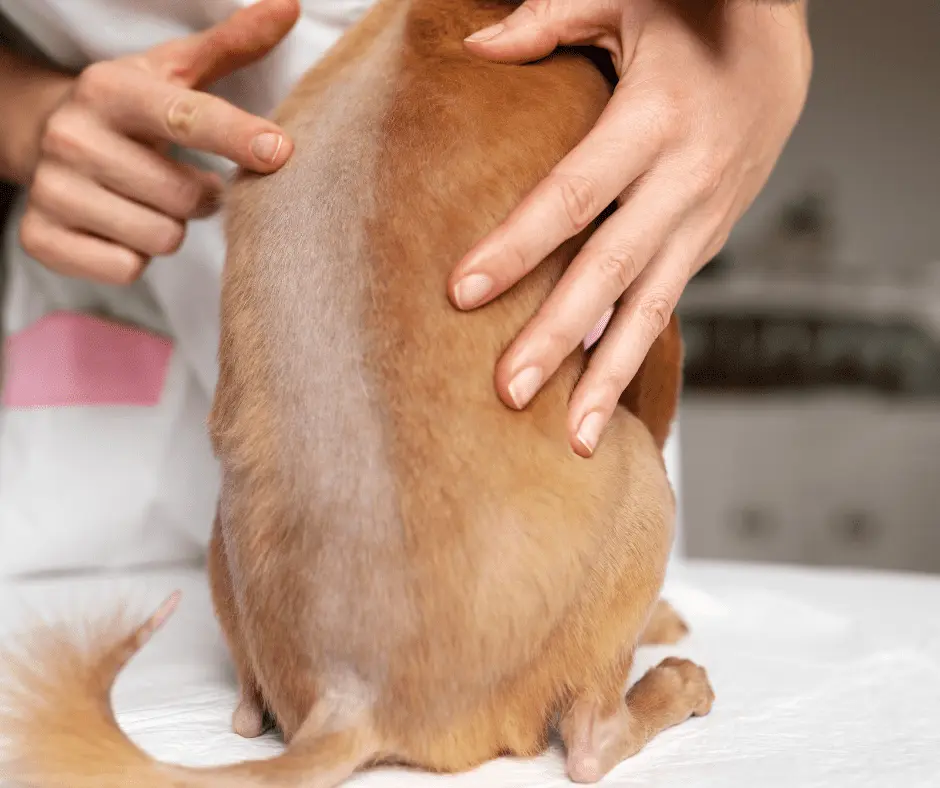 السعفة عند الكلاب