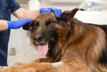 نصائح للعناية بنظافة كلاب جرمن