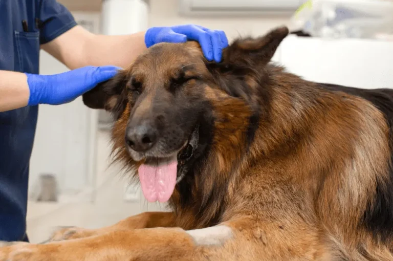 نصائح للعناية بنظافة كلاب جرمن