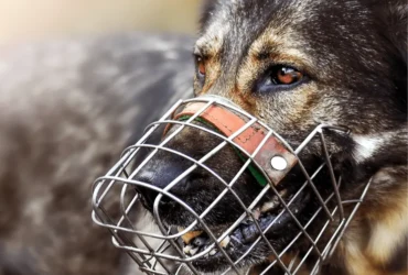 حل مشاكل تدريب كلاب جرمن