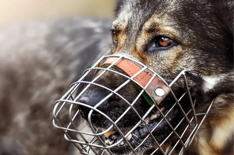 حل مشاكل تدريب كلاب جرمن