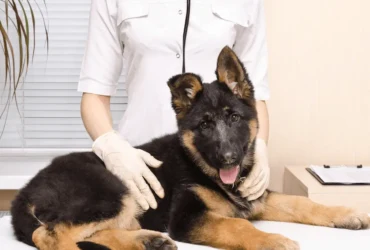 كيفية العناية الصحية بكلاب جرمن