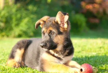 نصائح وفوائد تدريب كلاب جرمن الصغيرة