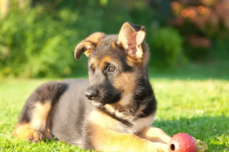 نصائح وفوائد تدريب كلاب جرمن الصغيرة