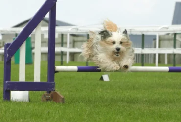 أسهل طرق تدريب الكلاب الصغيرة