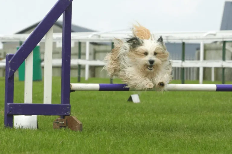 أسهل طرق تدريب الكلاب الصغيرة