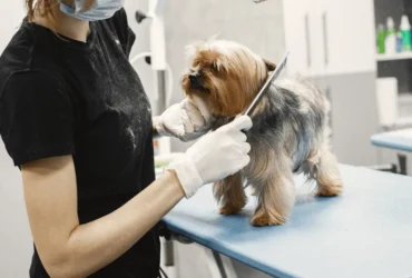 كيفية العناية بالكلاب الصغيرة : نصائح شاملة