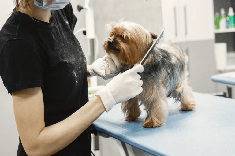 كيفية العناية بالكلاب الصغيرة : نصائح شاملة