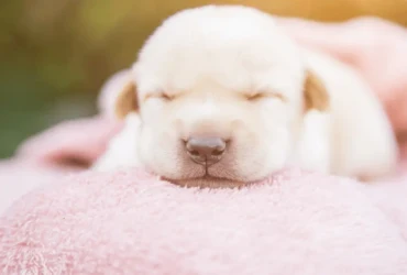 مشاكل صحية شائعة للكلاب الصغيرة