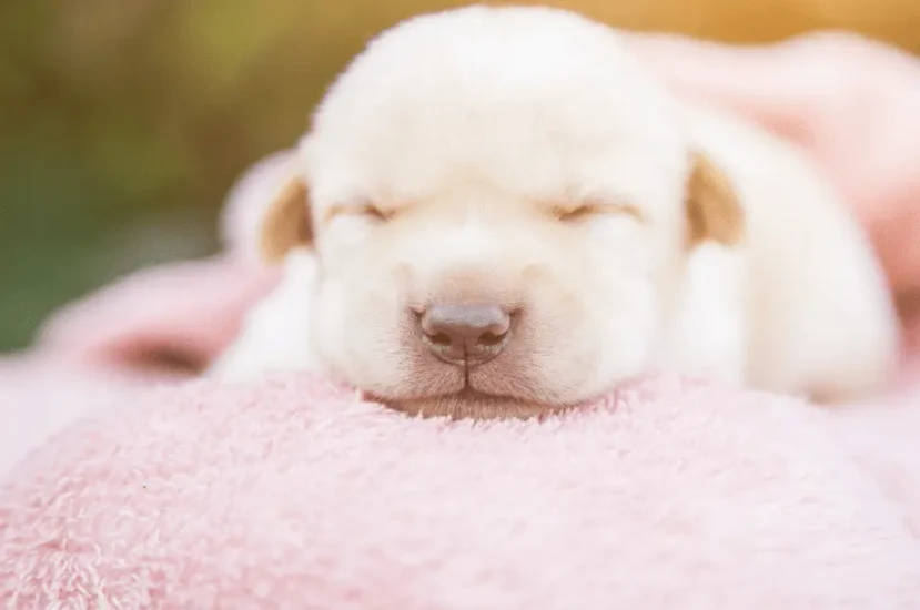 مشاكل صحية شائعة للكلاب الصغيرة