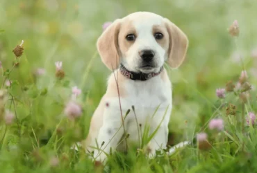 نصائح لتربية الكلاب الصغيرة