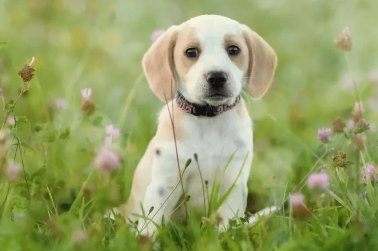 نصائح لتربية الكلاب الصغيرة