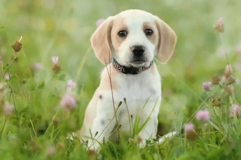 نصائح لتربية الكلاب الصغيرة