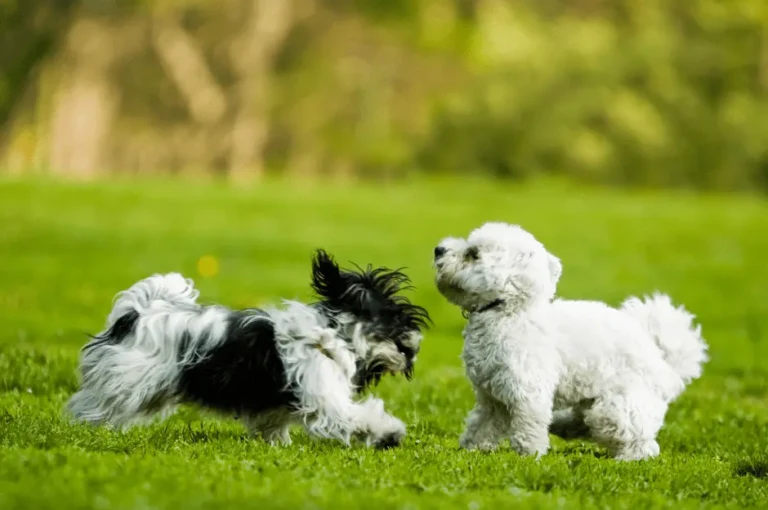 كيفية اختيار الكلب الصغير المناسب لك ولعائلتك