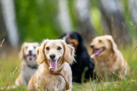 أشهر سلالات الكلاب الصغيرة مع الصور