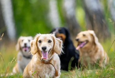 أشهر سلالات الكلاب الصغيرة مع الصور