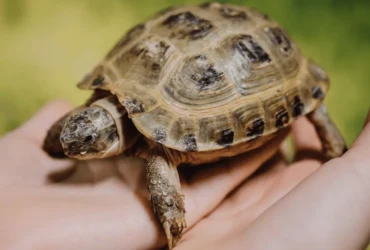 تعرف على أنواع السلاحف الصغيرة