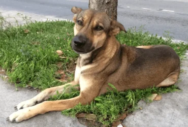 كيف تعتني بكلاب الشوارع