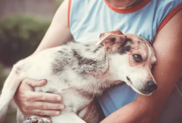 كيف تحافظ على صحة كلاب الشوارع