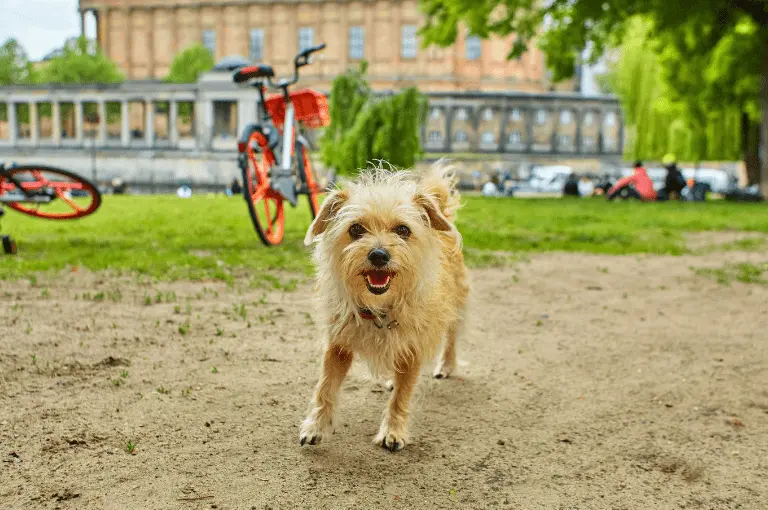مميزات كلاب الشوارع الصغيرة