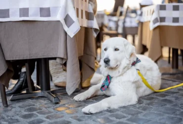 تعرف على كلاب الشوارع البيضاء