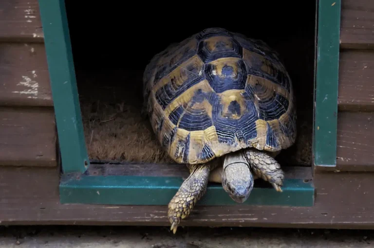 كيفية الحفاظ على صحة السلاحف