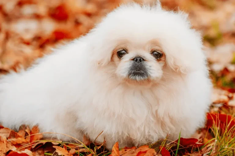 جمال كلاب البيكنواه البيضاء