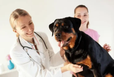 كيف تعتني بكلاب الرود فيلر