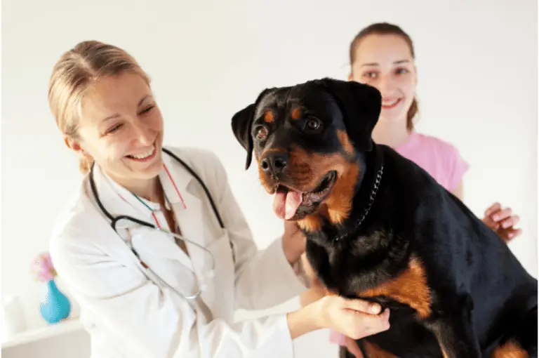 كيف تعتني بكلاب الرود فيلر