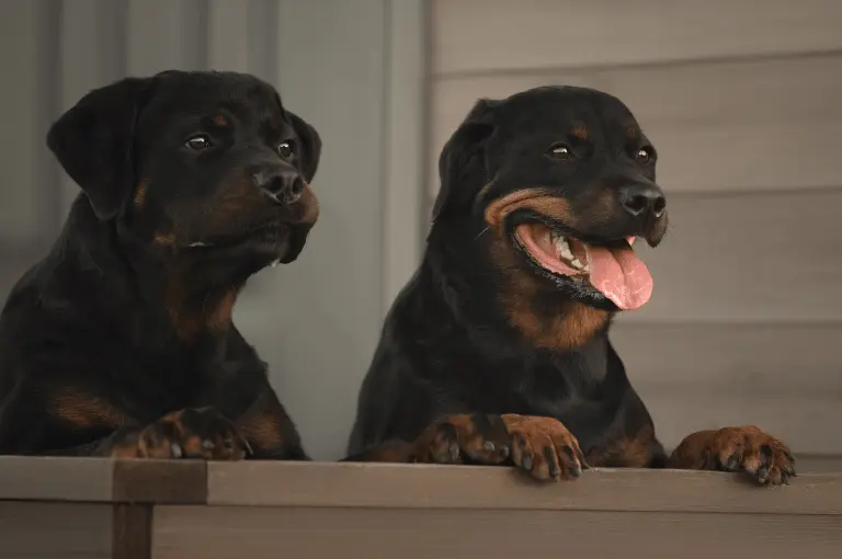 مميزات كلاب الرود فيلر الصغيرة